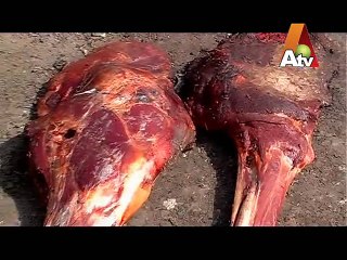 Mohsin Bhatti ATV (Dead Animals) Kia Hum Doodh k Dhuley Hein
