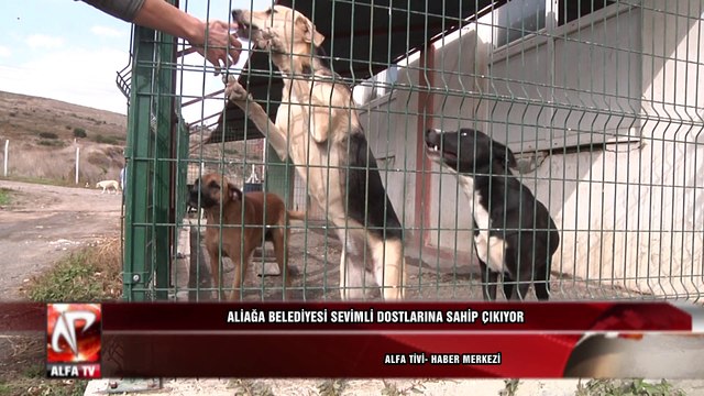 Aliağa Belediyesi Sevimli Dostlarına Sahip Çıkıyor