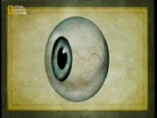 Evolucion: Historia de los ojos