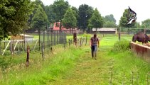 أول مزرعه لتربية الابل وانتاج الالبان في هولندا