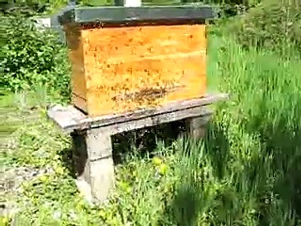 Arı Oğulunun Karakovan Balı İçin Konulması