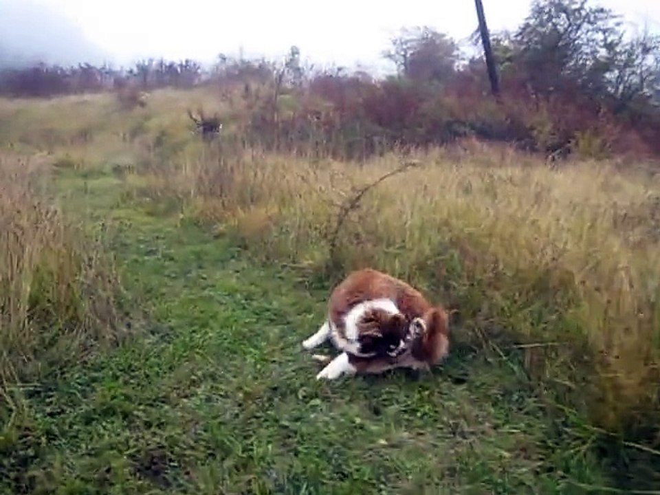 11 nov 14, balade sur le terrain sauvage, suite
