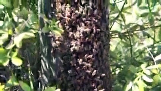 Arı Oğulunun Elleri İle Kovana Koyuyor