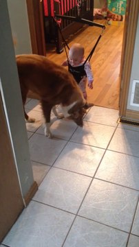 Un chien apprend à un bébé à sauter! Adorable...