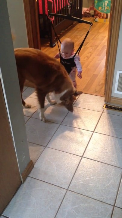 Un chien apprend à un bébé à sauter! Adorable...