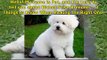 Bichon Frise Breeders - 3 Things to Know When Picking the Right One!