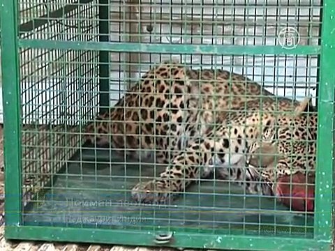 В Индии поймали леопарда, терроризировавшего город