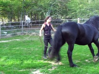 CHEVAUX QBJ PAD OK HANDBRAKED 23