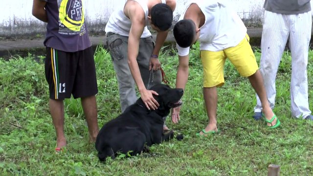 Terapia canina contra el estrés en prisión