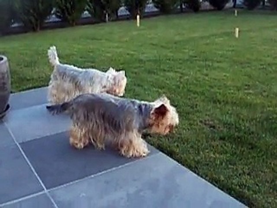 Mes chiens