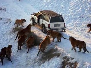 Harbin Tiger Park (tiger leaps 20 feet for pheasant)