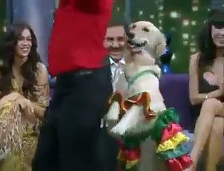 Carrie - The World's Most Famous Dancing Dog