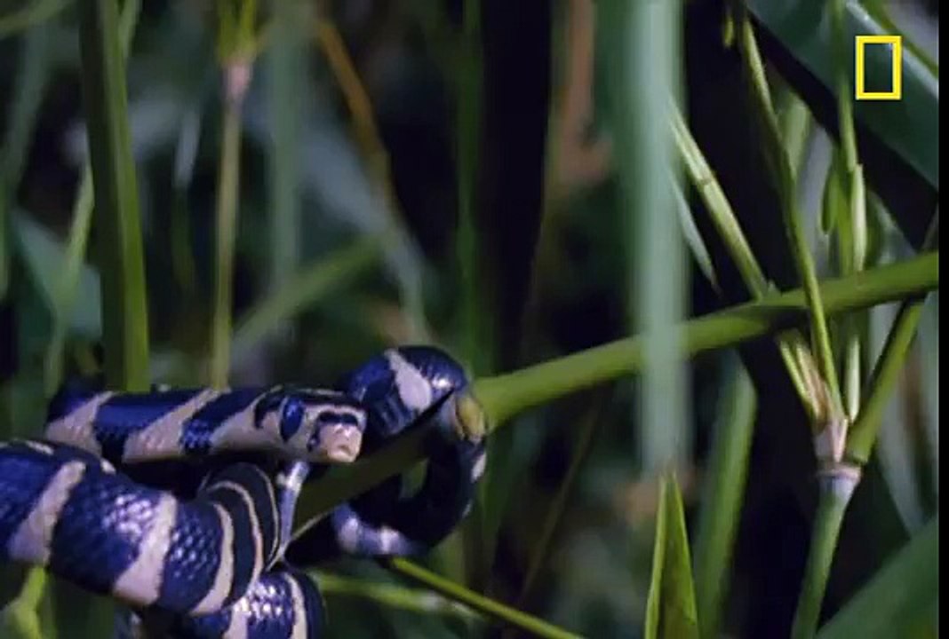 King Cobra Devours Water Snake