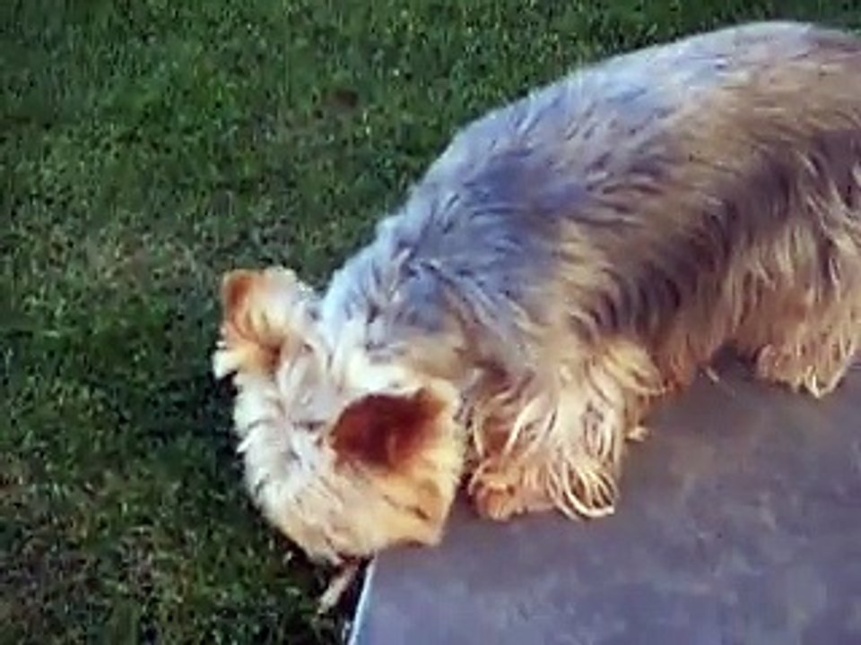 MES CHIENS NOVEMBRE 2014