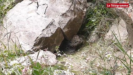 Kirghizistan. Un bébé panthère des neiges
