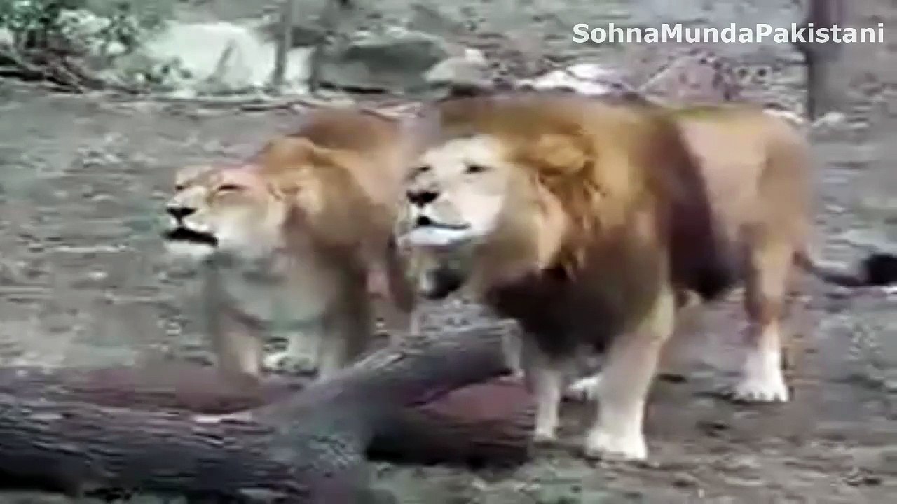 Lion says Allah