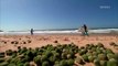 Misteriosas bolas verdes aparecen en la playa en Sydney, Australia