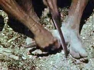 Anthro-biological mission in East Timor (part 1), 1953