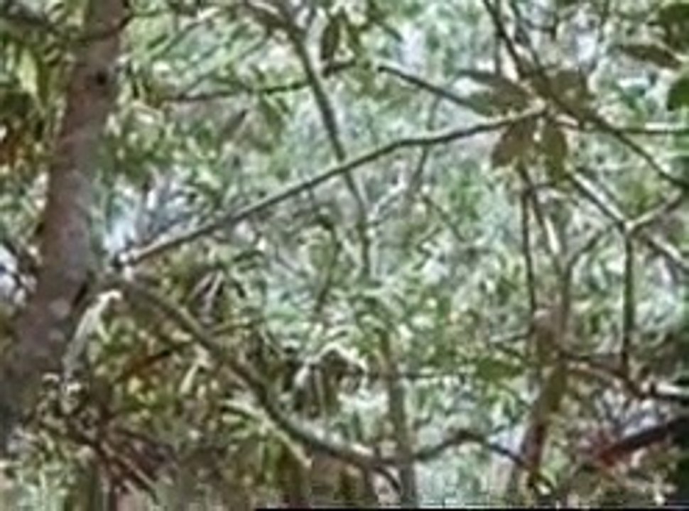 Timor: hunting and fishing, 1953