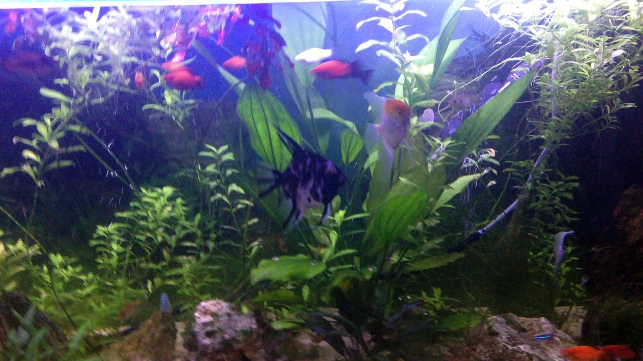 aquarium