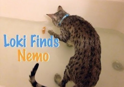 Curious Cat Goes on a Mission to Find Nemo