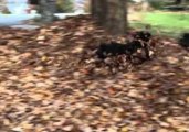 Portuguese Water Dogs Launch Leaf Pile Battle