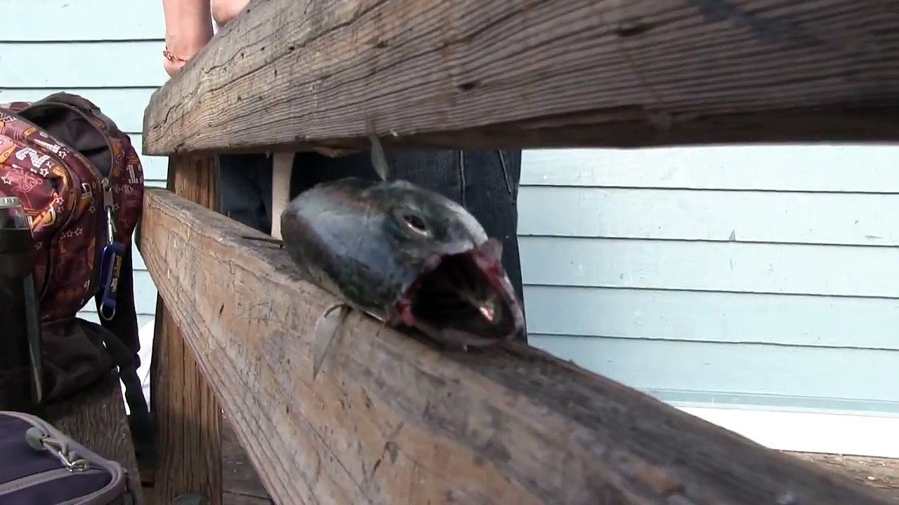 fish funny