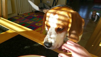 Un chien veut échanger son jouet contre du bacon