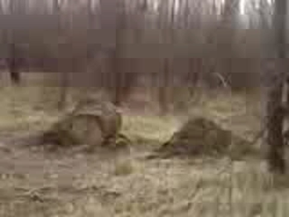 backflip d"aleXx