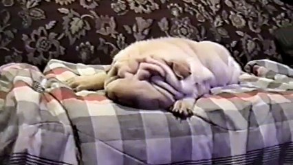 [+18 ~ Sexy Funny Girl]Shar-Peis Are Awesome Compilation
