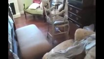 [+18 ~ Sexy Funny Girl]Roomba Cats Compilation