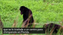 ¿Un chimpancé con derechos humanos?