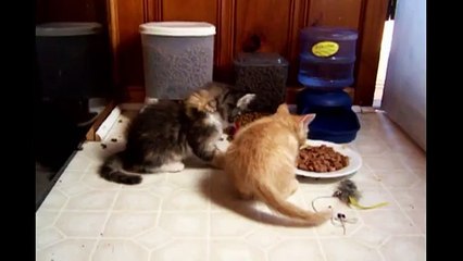 [+18 ~ Sexy Funny Girl]Kittens Are Awesome Compilation