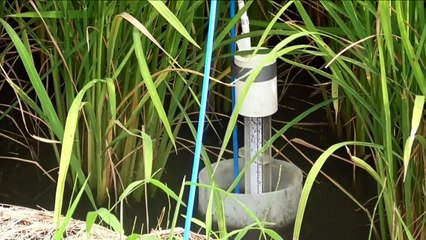 مزارعو الارز في اليابان امام معضلة التحديث او الزوال