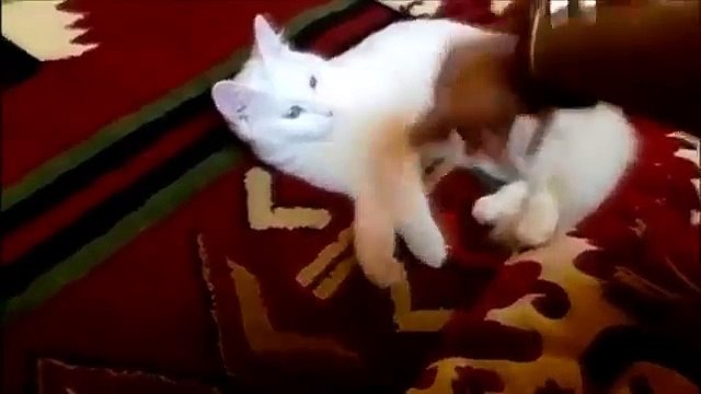 [+18 ~ Sexy Funny Girl]Funny Cats Compilation - Funny Cat Videos Ever- Funny Videos - Funny Animals - Funny Animal Videos 8