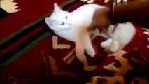[+18 ~ Sexy Funny Girl]Funny Cats Compilation - Funny Cat Videos Ever- Funny Videos - Funny Animals - Funny Animal Videos 8