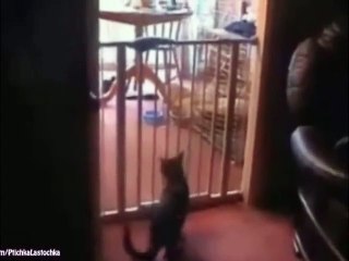 [+18 ~ Sexy Funny Girl]Funny Cats XD