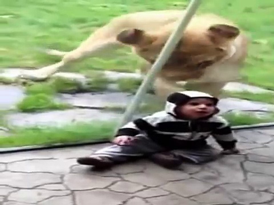 Löwin will Baby essen