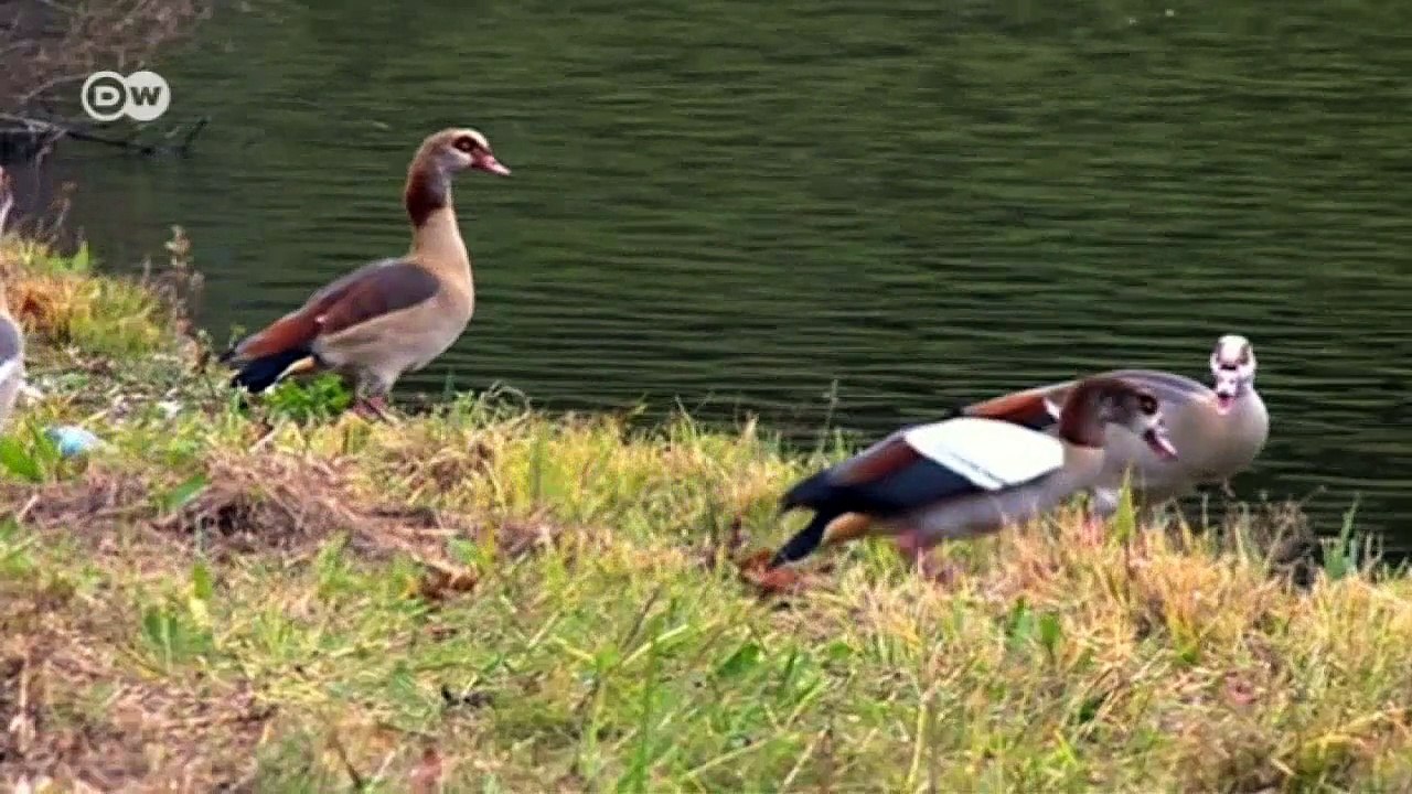 Deutschland/Niederlande: Gänsekrieg | Fokus Europa