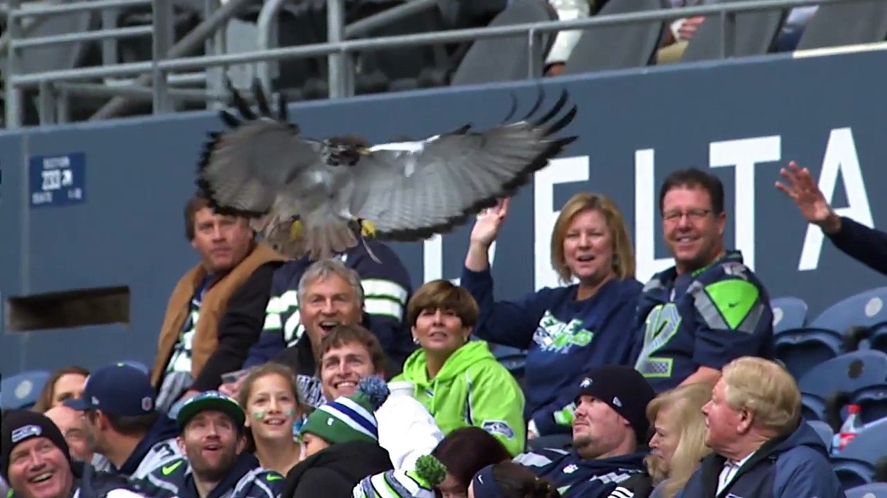 Huge Bird Lands On Fan's Head At Seattle Seahawks Game - 11-9-14