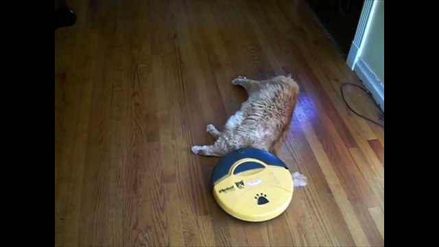 [+18 ~ Sexy Funny Girl]Cats, Kittens and Felines National Cat Day