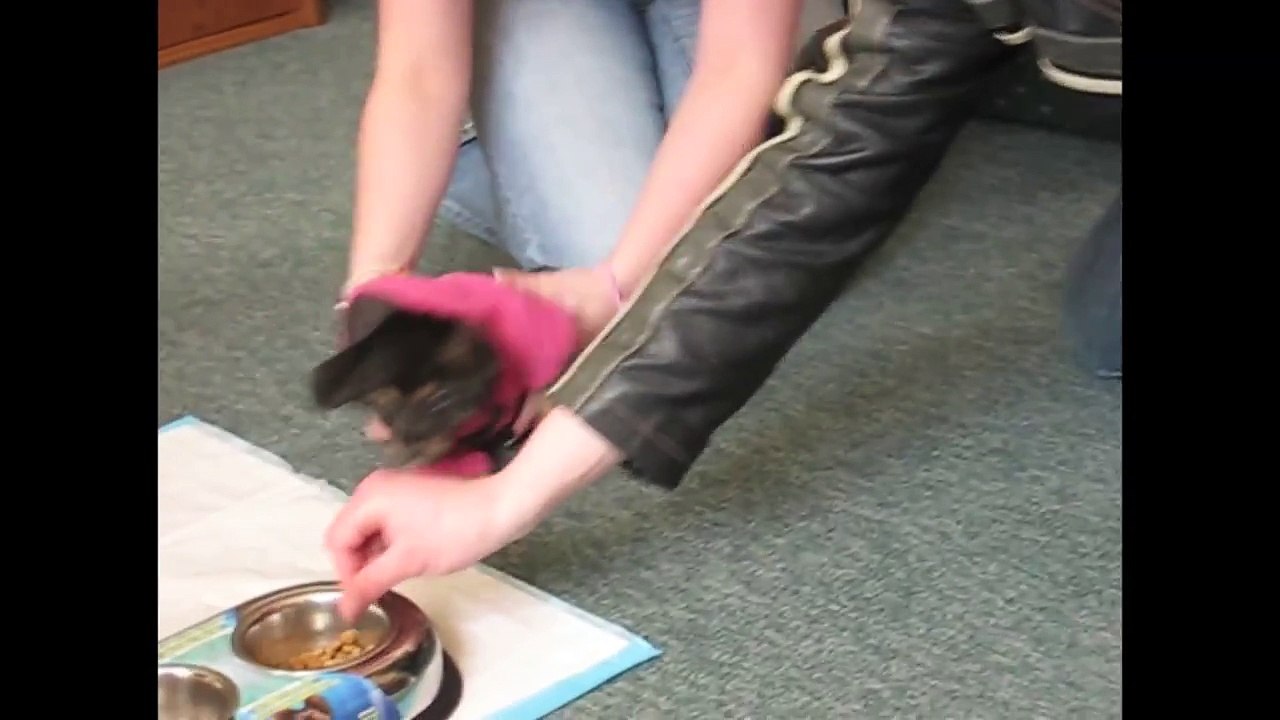 [+18 ~ Sexy Funny Girl]Puppy Can't Walk