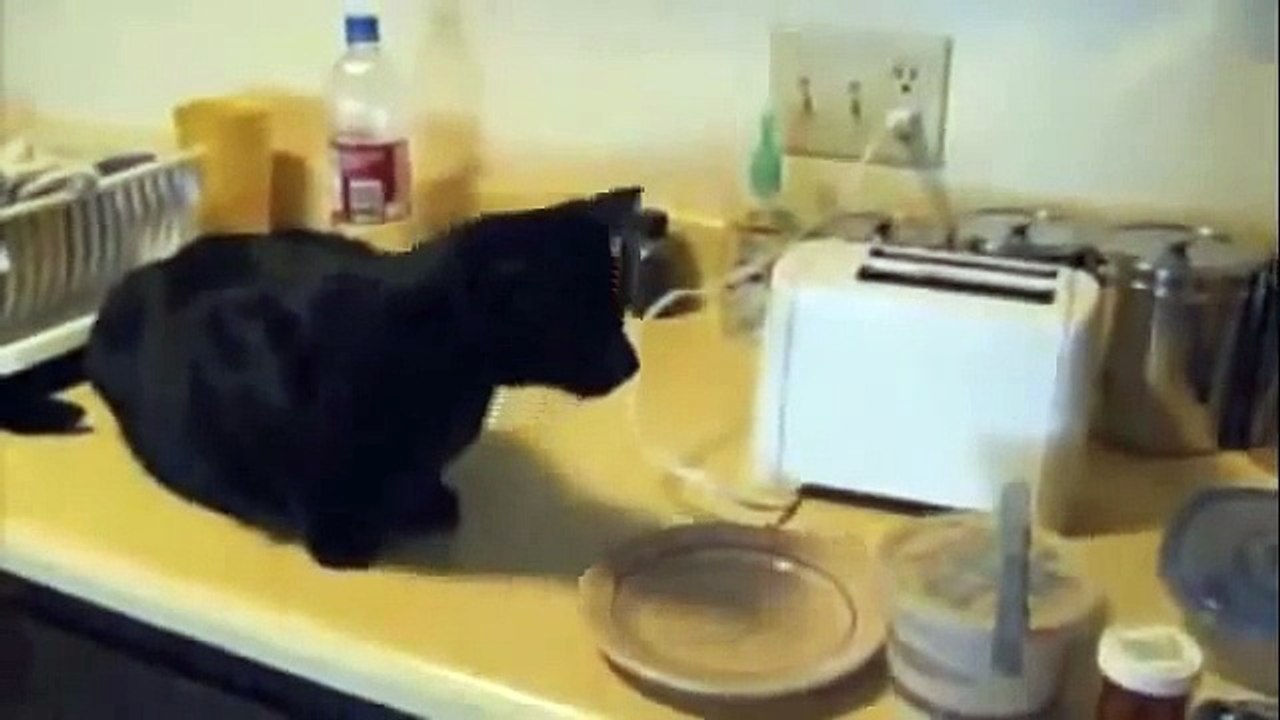 [+18 ~ Sexy Funny Girl]Funny Videos - Fail Compilation, Funny Pranks and Funny Cats Videos _ New Funny Video(50)