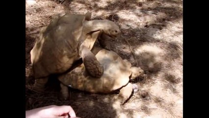 [+18 ~ Sexy Funny Girl]Turtle Sex