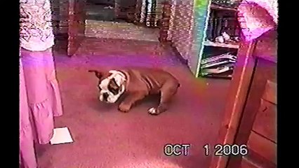 [+18 ~ Sexy Funny Girl]Puppies On Puppies