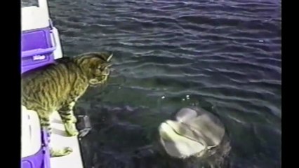 [+18 ~ Sexy Funny Girl]Cat Befriends A Dolphin