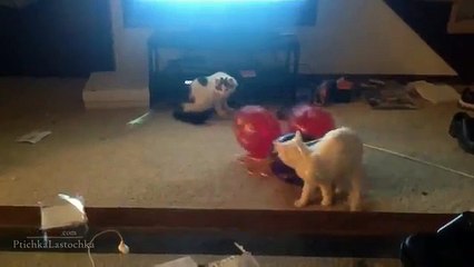 [+18 ~ Sexy Funny Girl]Pranks - Gags - Win - Fail.195