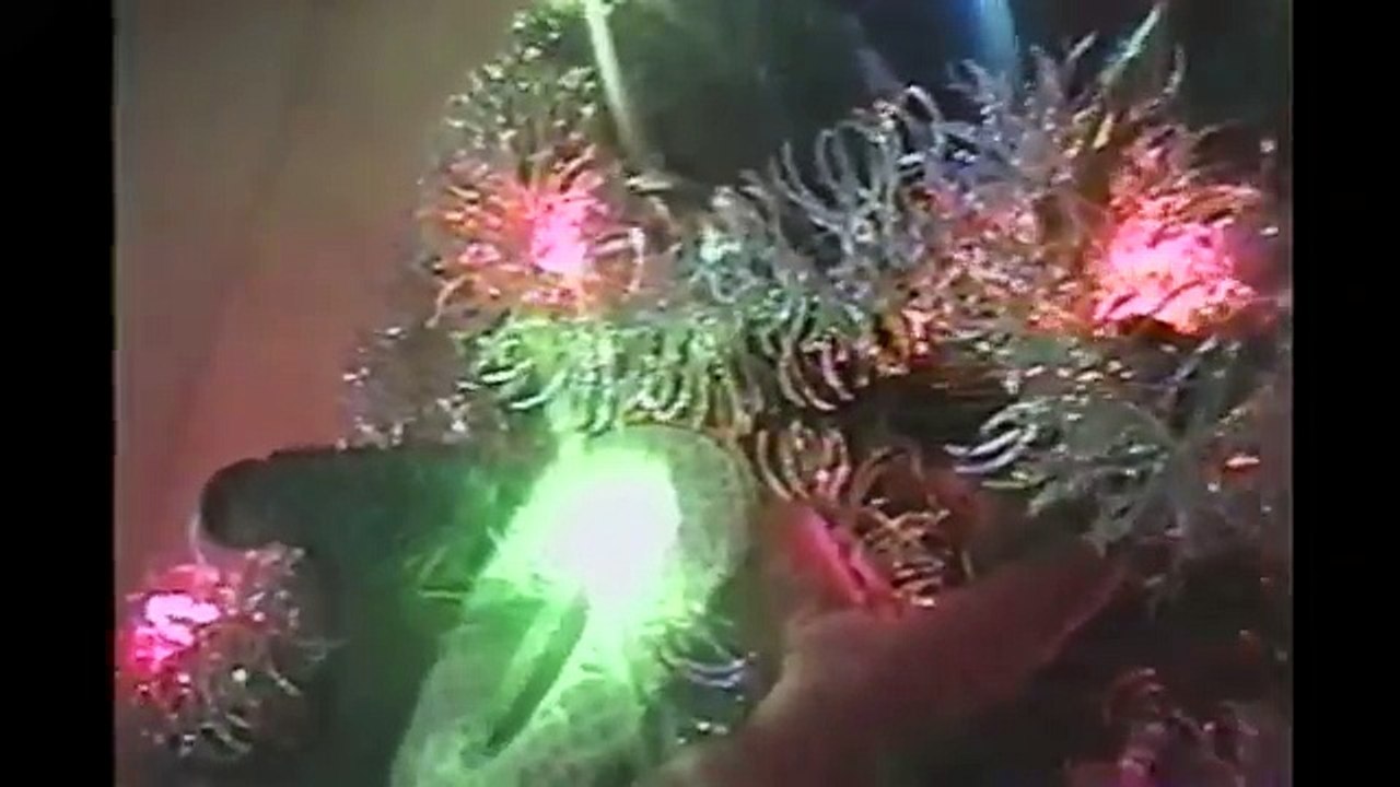 [+18 ~ Sexy Funny Girl]Cats In Christmas Trees Compilation