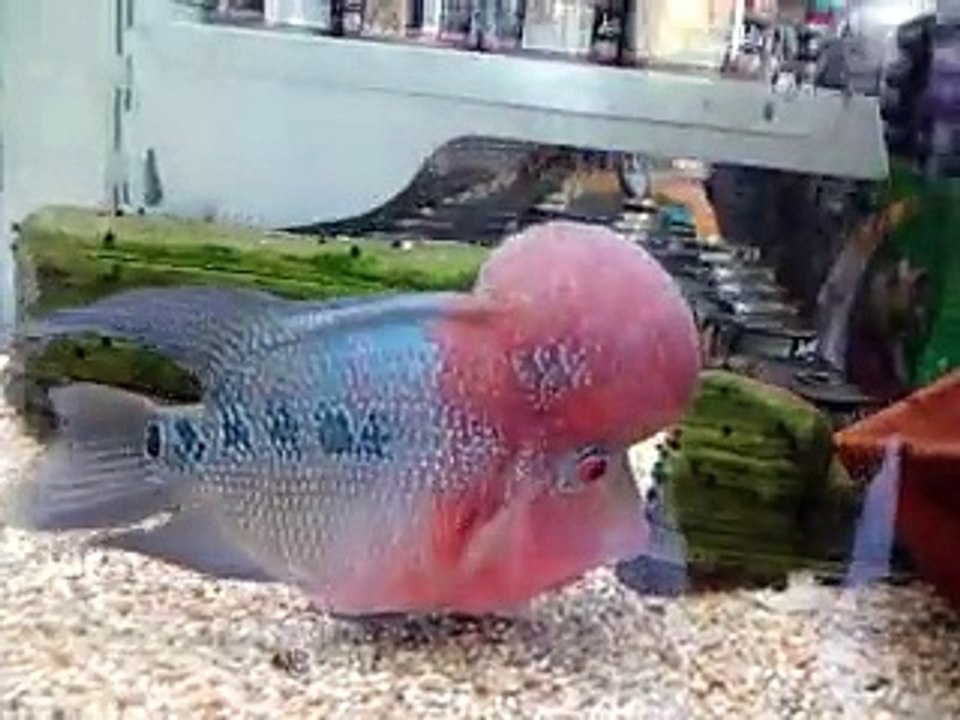 flowerhorn