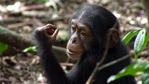 Bande-annonce : Chimpanzés - VF